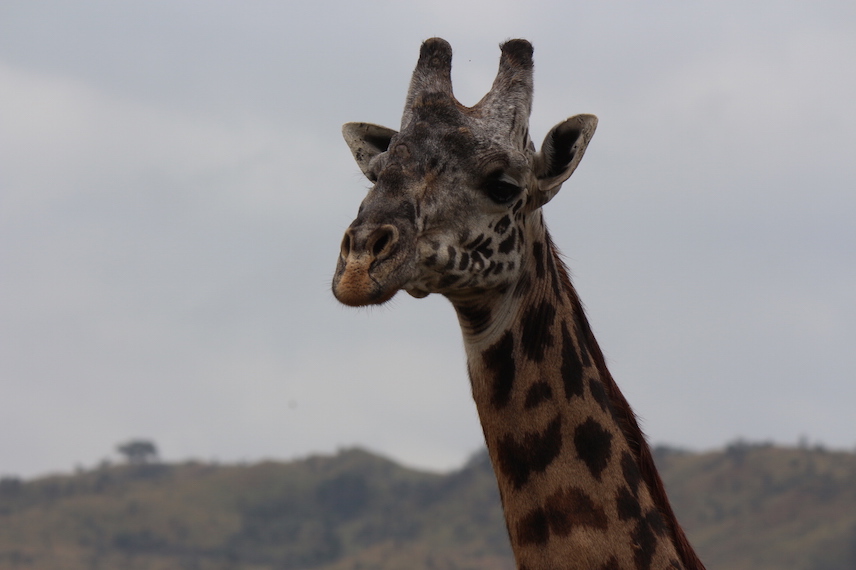 Arusha National Park - Giraffe
